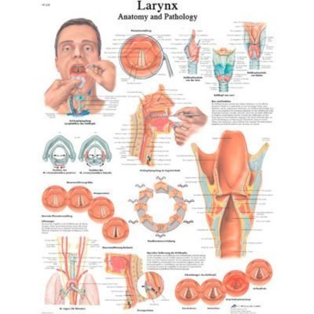FABRICATION ENTERPRISES 3B® Anatomical Chart - Larynx, Laminated 12-4612L